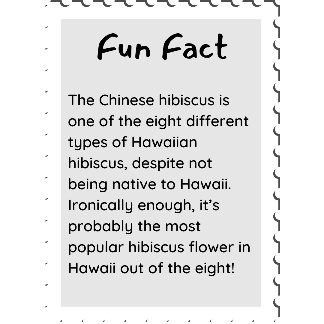 chinese-hibiscus